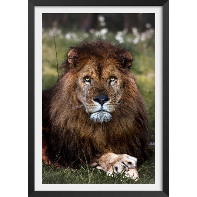 Affiche animaux pattes de lion - HEXOA