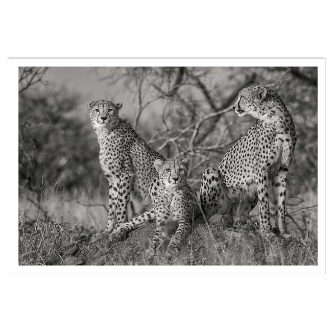 Affiche animaux 3 petits chats - HEXOA