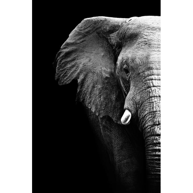 Tableau photo éléphant - HEXOA
