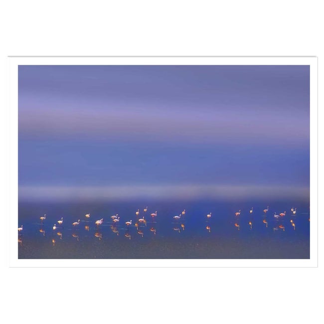 Affiche Flamants Tôt le matin - HEXOA