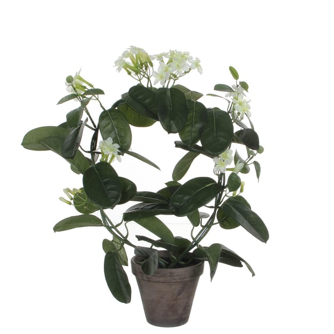 Plante artificielle STEPHANOTIS Couleur blanc <span itemprop=