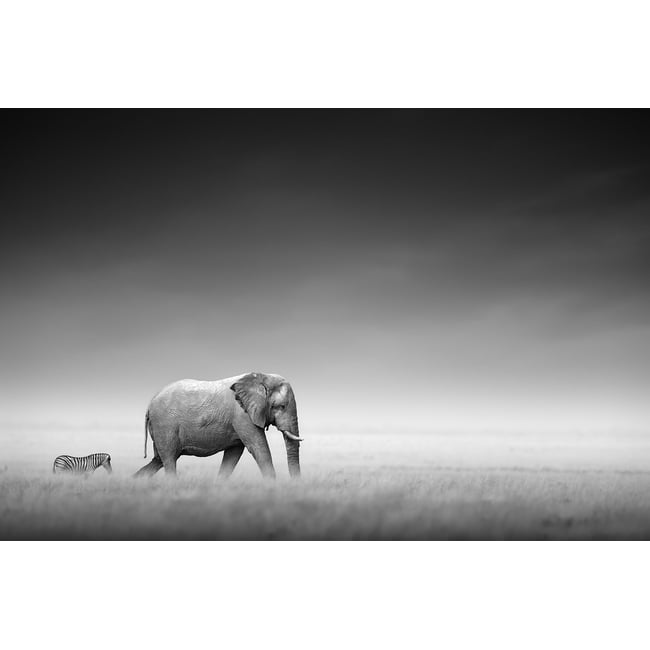 Tableau animaux artistic processing - HEXOA