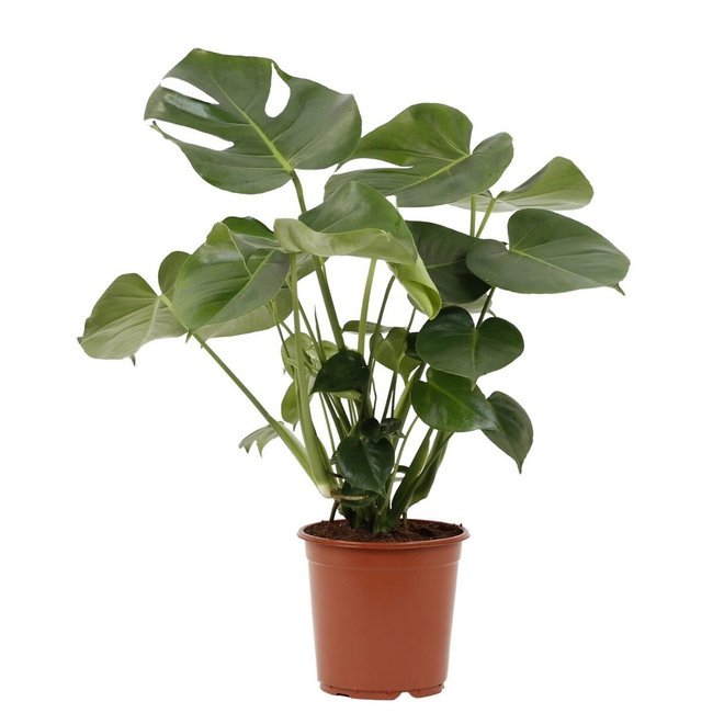 Planta Monstera deliciosa, da BIOMA verde <span itemprop=