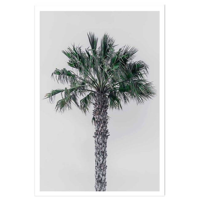 Affiche coconut palm - HEXOA