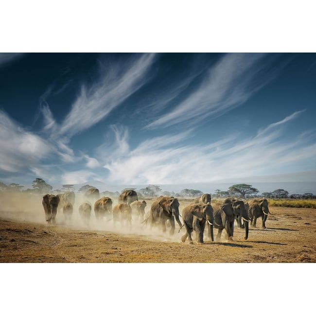 Tableau animaux elephant family - HEXOA