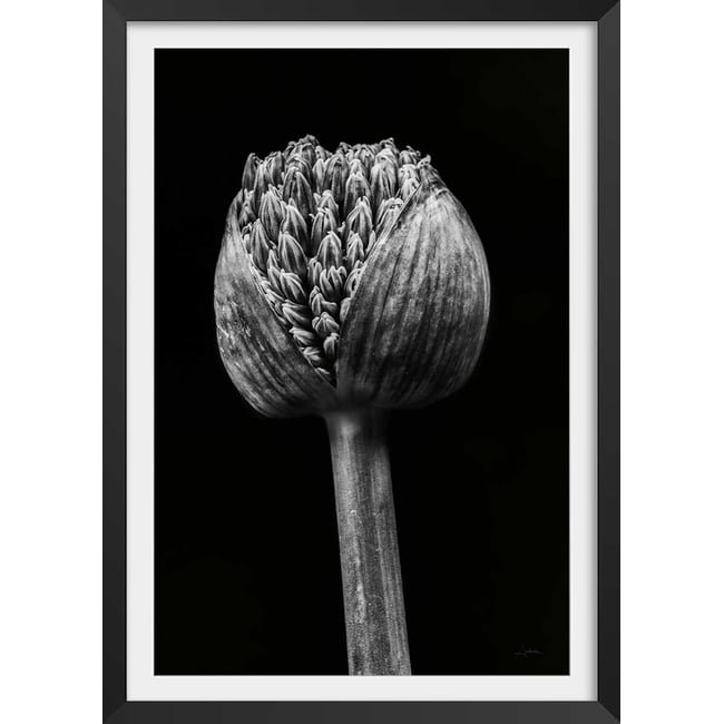 Poster tropical spring palm - HEXOA