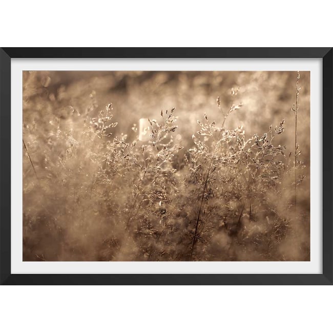 Affiche fleurs field grass - HEXOA