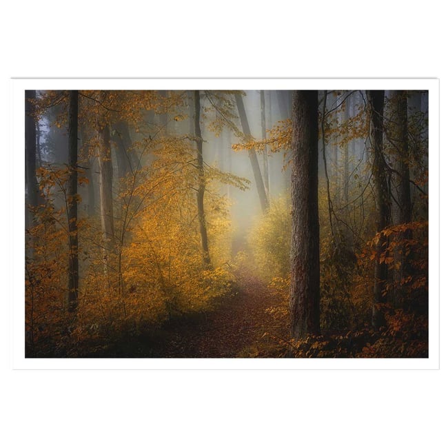 Affiche l'arbre et l'automne rouge - HEXOA