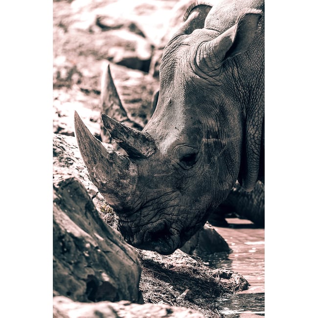 Tableau rhinoceros hommage à sudan.. - HEXOA