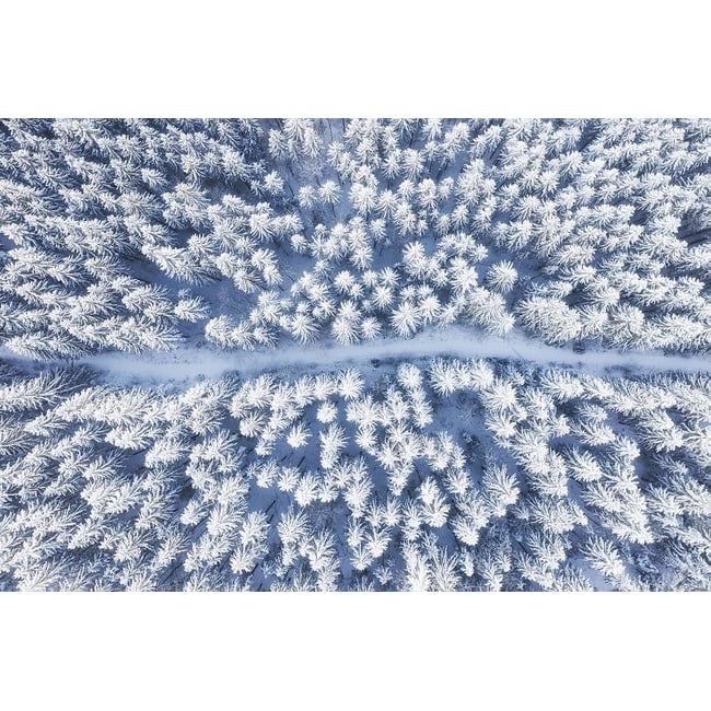 Tableau foret bleue de neige blanche - HEXOA