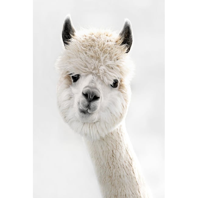 Tableau animaux lama laine - HEXOA