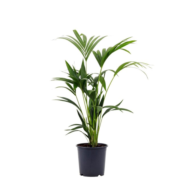 Planta Palmeira kentia, BIOMA verde <span itemprop=