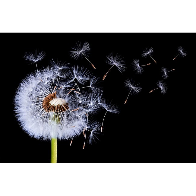 Tableau fleur pissenlit vole - HEXOA