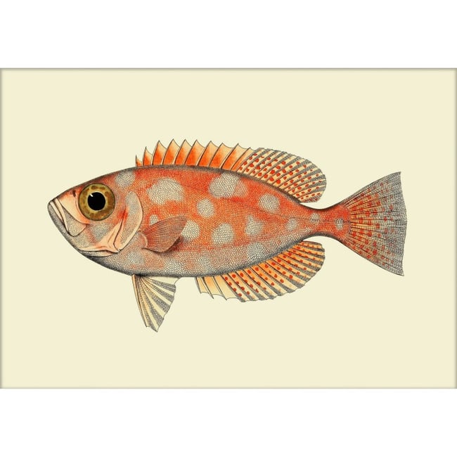 Affiche poisson  Blotched Bigeye Couleur orange <span itemprop=