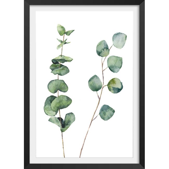 Affiche nature aquarelle feuille d' eucalyptus - HEXOA