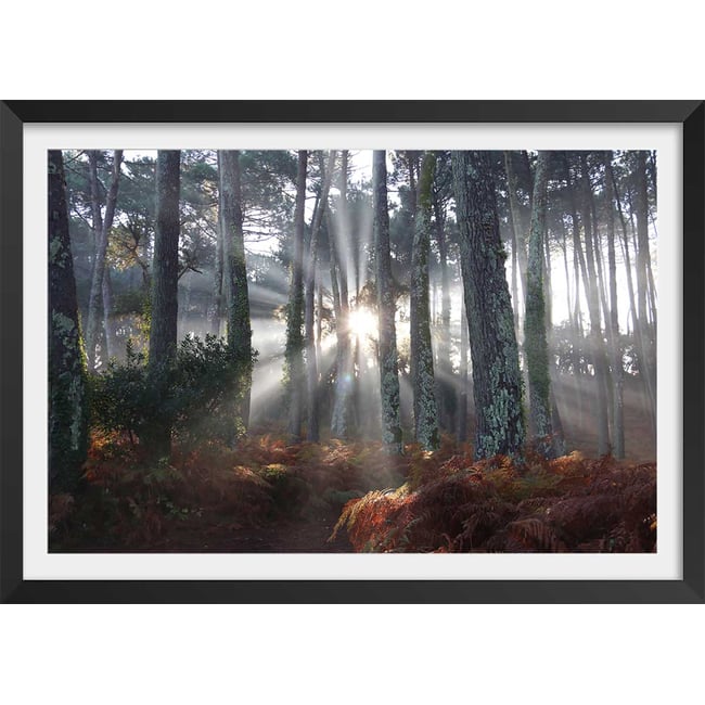 Affiche paysage brume landaise - HEXOA