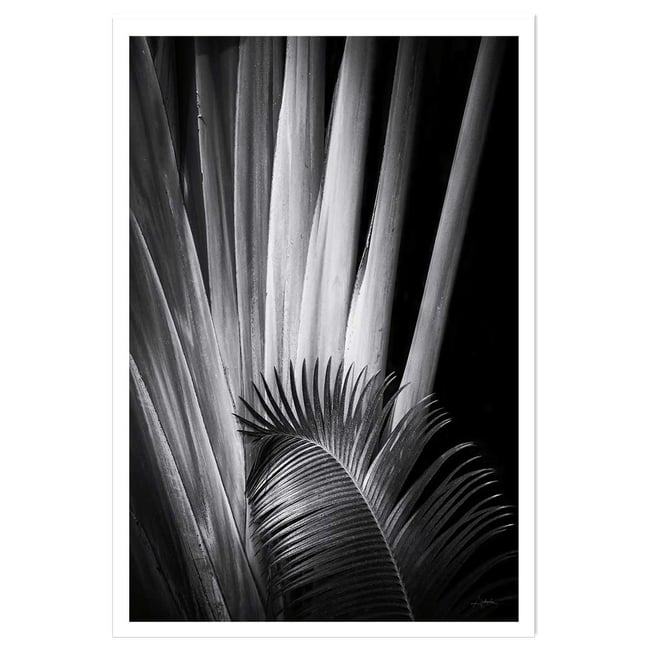 Poster jungle Marbella palm - HEXOA