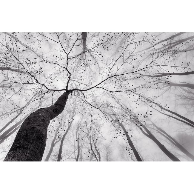 Tableau nature canopée - HEXOA
