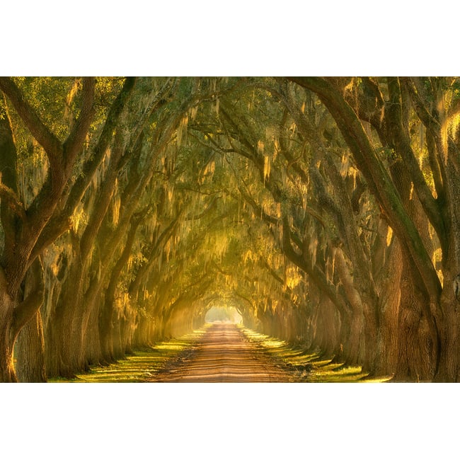 Tableau Allee enchanteresse - HEXOA