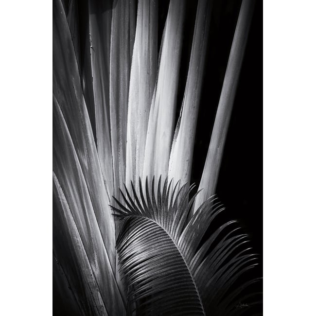 Tableau fleurs Marbella palm - HEXOA
