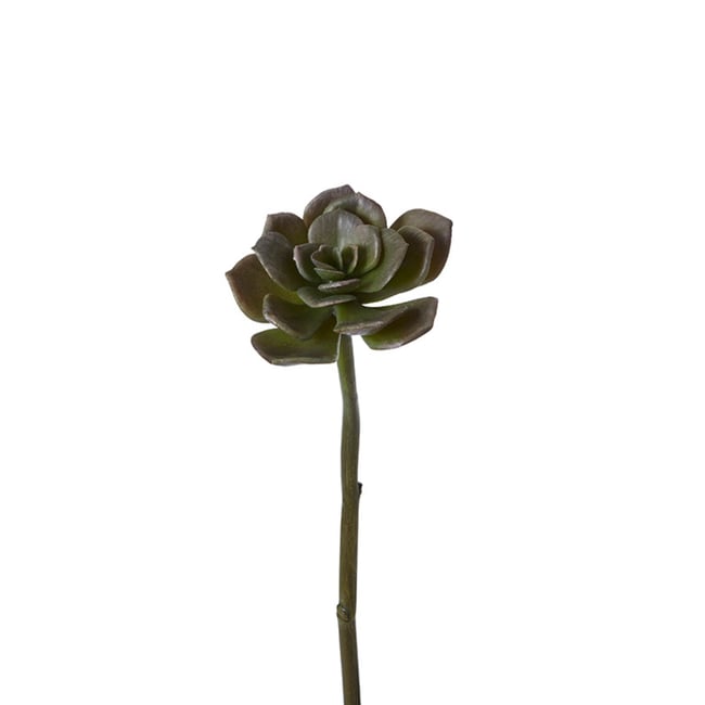 Feuillage de succulente echeveria artificiel H30 - SIA DECO