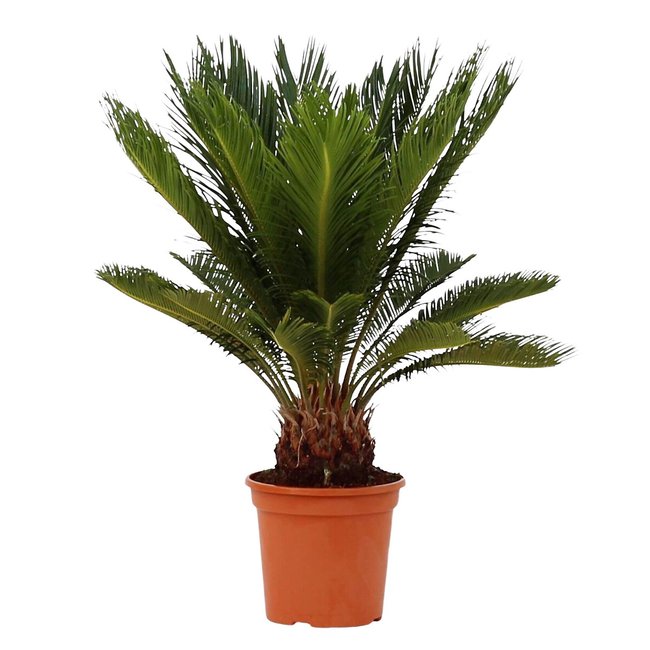 Planta Cycas Revoluta, BIOMA verde <span itemprop=