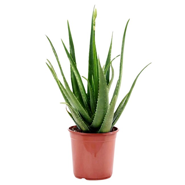 Planta Aloe Vera, BIOMA verde <span itemprop=