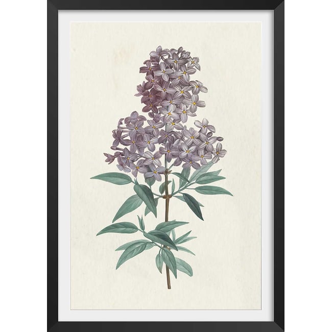 Affiche fleurs de Lilas vintage - HEXOA