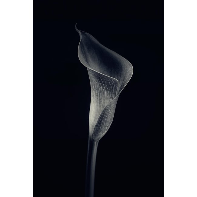 Tableau d'art calla lily - HEXOA