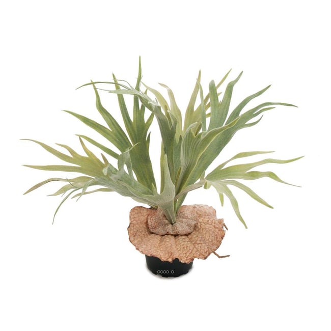 Platycerium bifurcatum artificiel en pot H 30 Couleur v002239 <span itemprop=