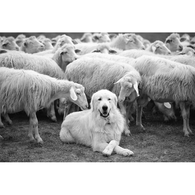 Tableau paysage chien de berger - HEXOA