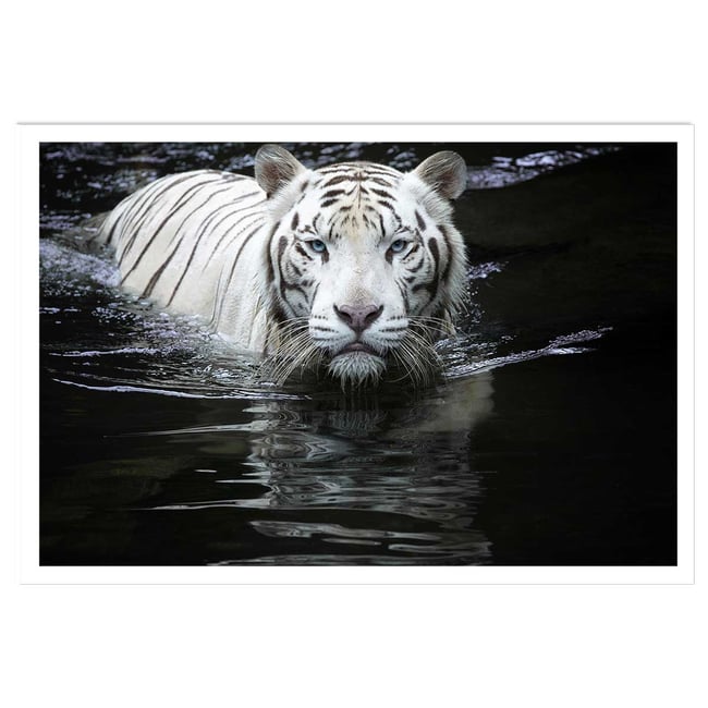 Affiche tigre Regarde moi... - HEXOA