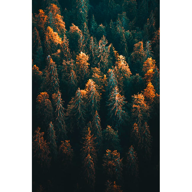 Tableau couleur d'automne en haute savoie - HEXOA