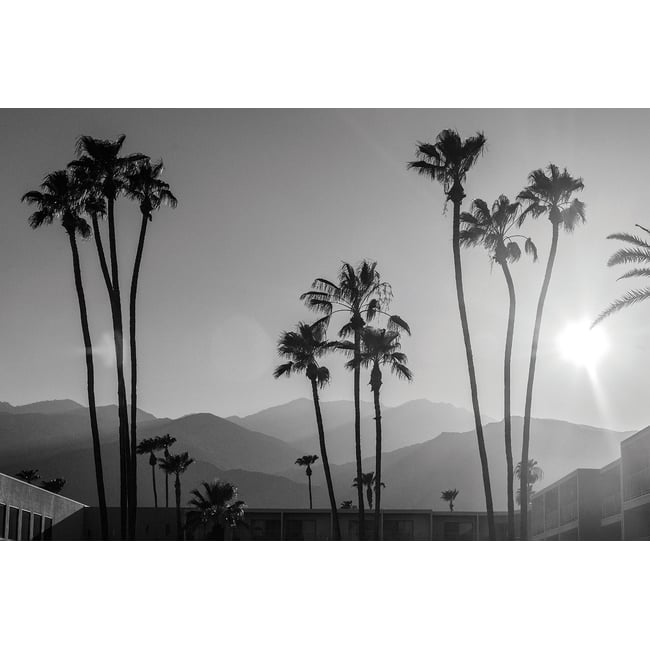 Tableau noir et blanc palmiers - palm springs - HEXOA