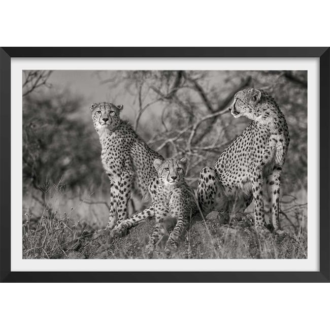 Affiche animaux 3 petits chats - HEXOA