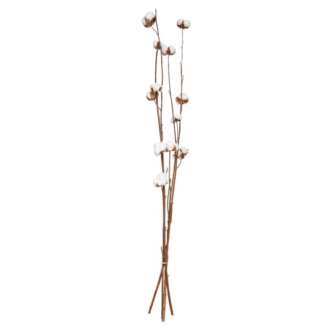 Fleurs séchées naturelles KANI Couleur multicolore <span itemprop=