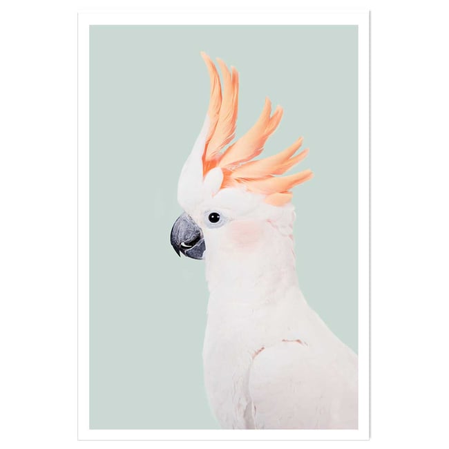 Affiche enfant cockatoo - HEXOA
