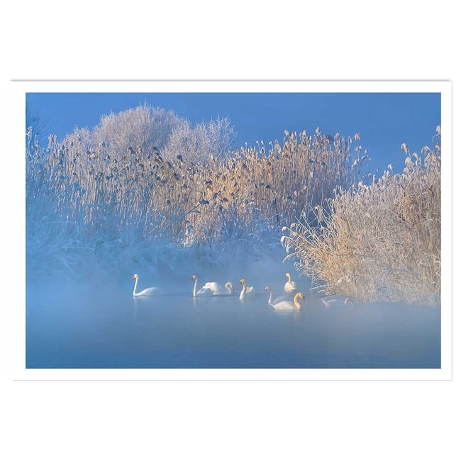Affiche cygnes dans le givre matinal - HEXOA