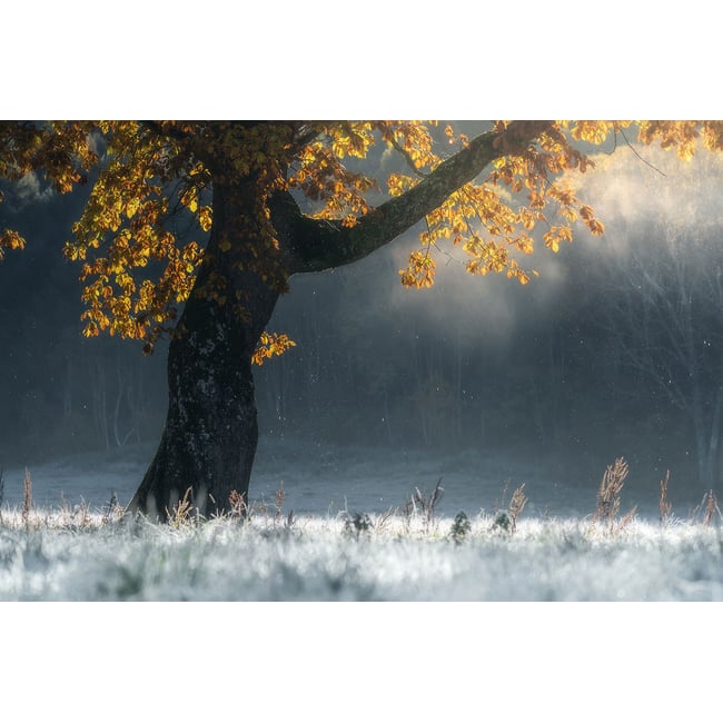 Tableau paysage Souffle d'hiver - HEXOA