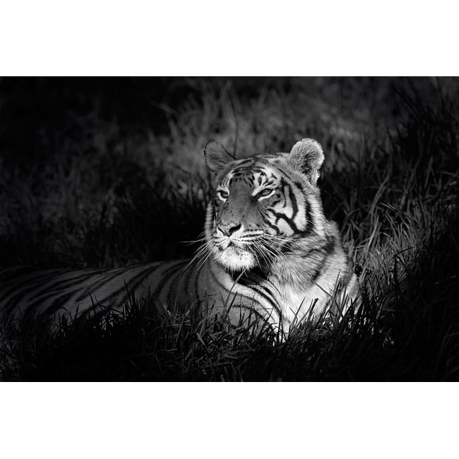 Tableau tigre - HEXOA