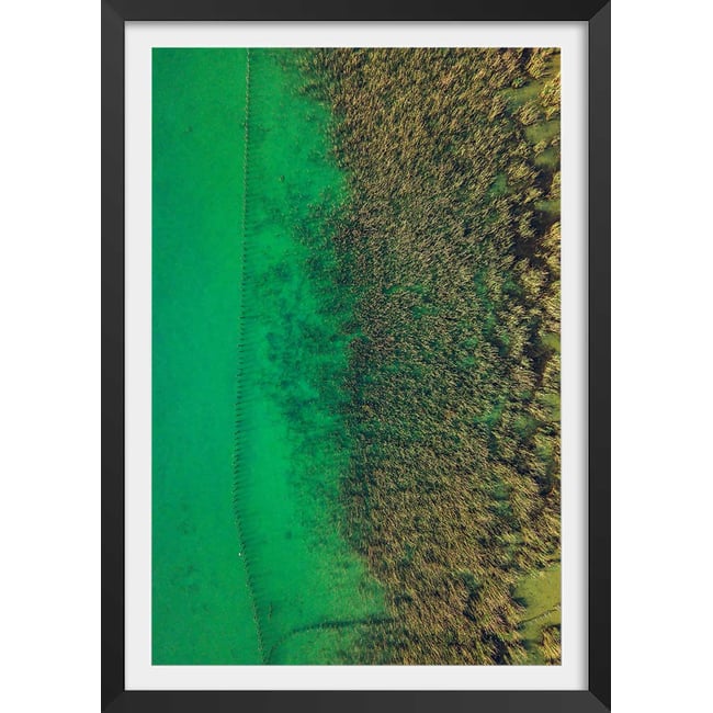 Affiche végétaux et flore aquatique - HEXOA