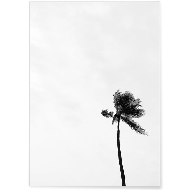 Poster Palmier noir et blanc Couleur blanc <span itemprop=