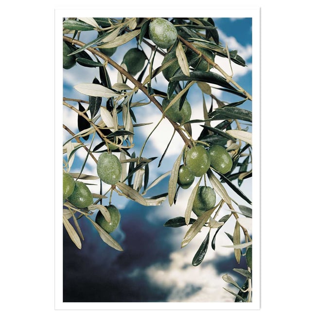 Poster kalamata, olivier grec - HEXOA
