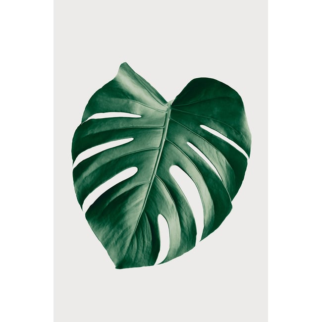Tableau monstera perfect - HEXOA