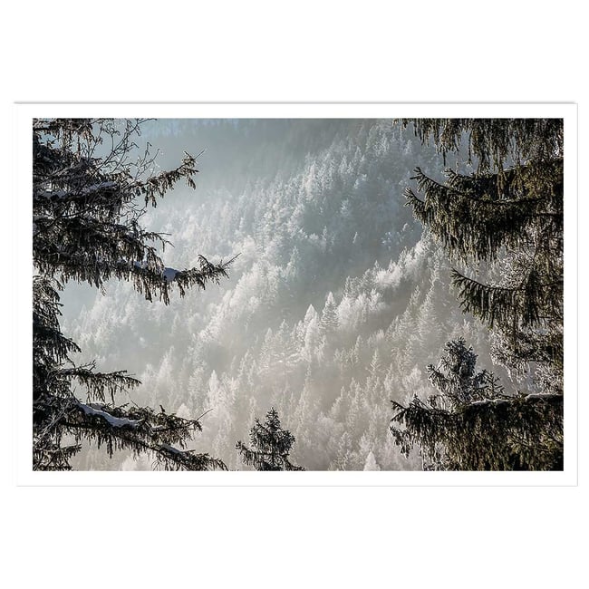 Affiche paysage forest in fog drama - HEXOA