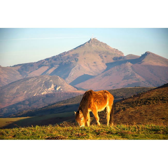 Tableau chevaux pottok - HEXOA
