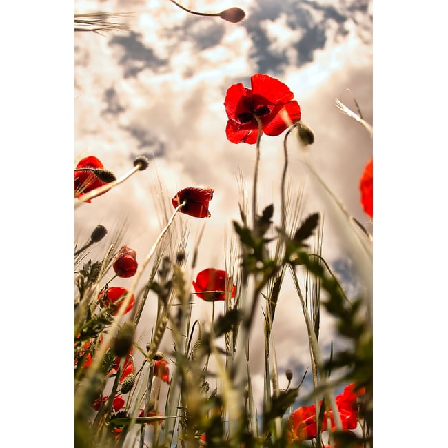 Tableau coquelicots décoration murale moderne - HEXOA