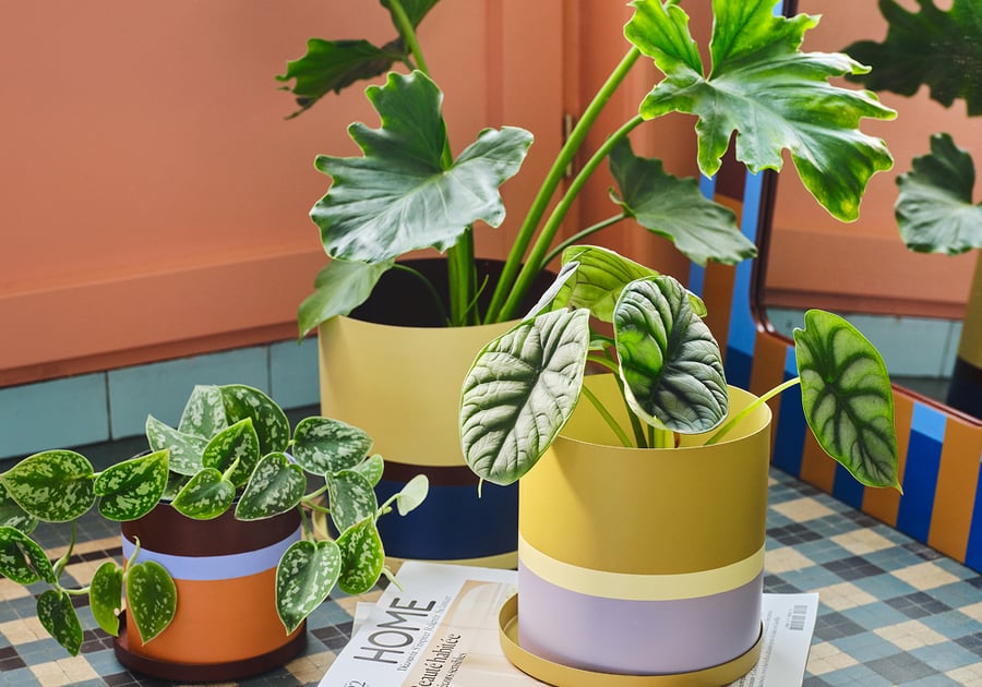 décoration