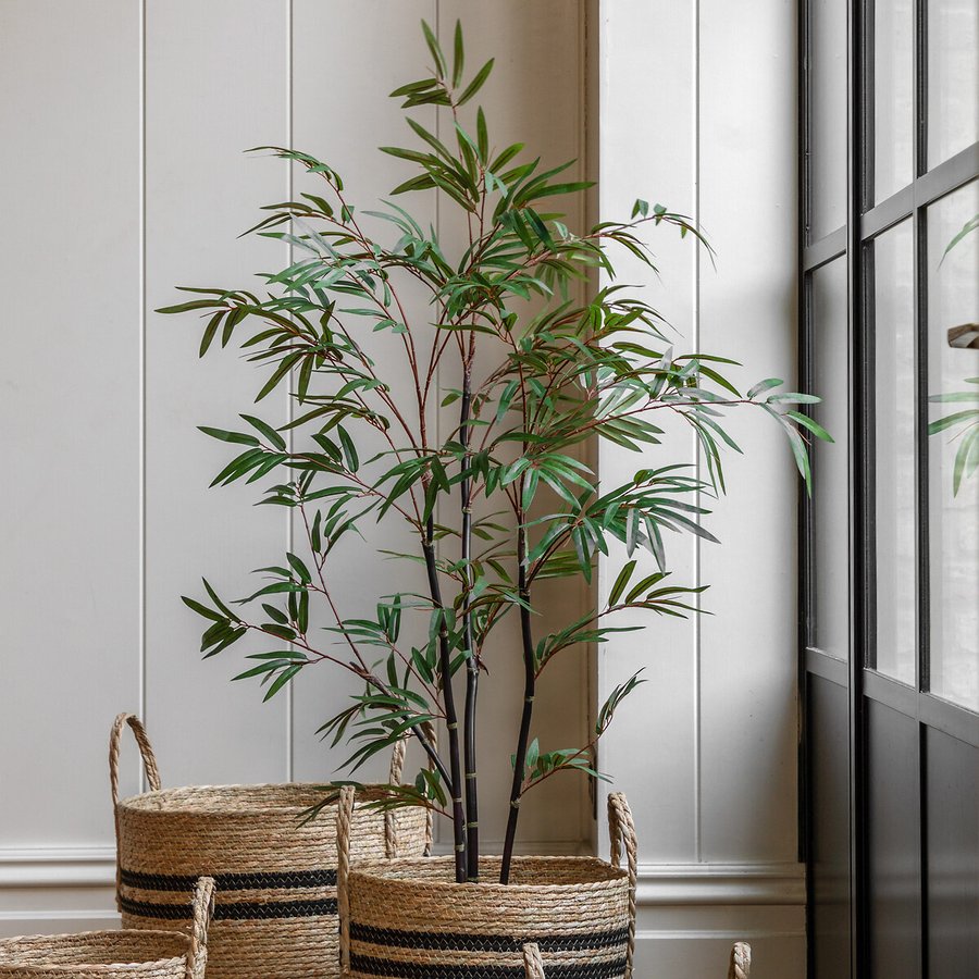 dieffenbachia plants care Dieffenbachia Camille 6