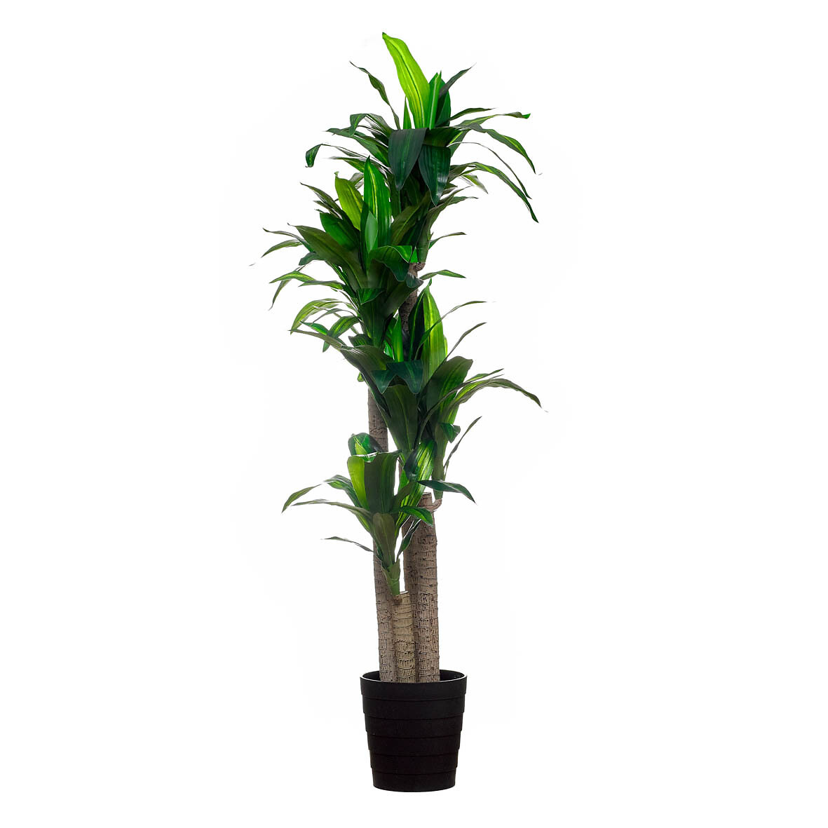 Planta artificial "Dracaena" 155cm, BORGHESI, BORGHESI